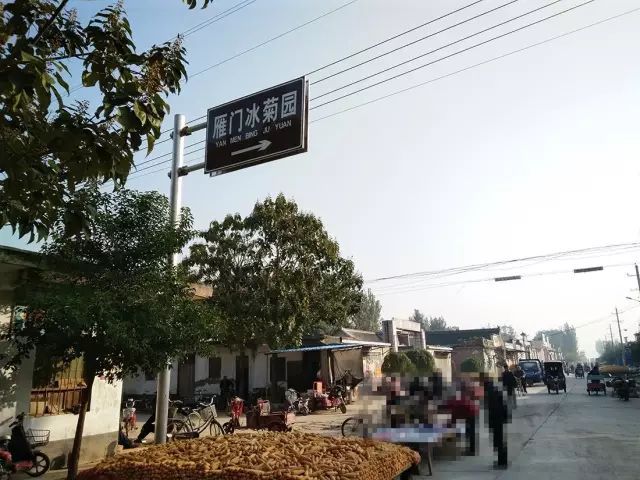 如何找到云臺(tái)冰菊？怎樣找到云臺(tái)冰菊？